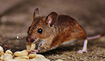24 Hour & Emergency Exterminators in Daufuskie Is, SC